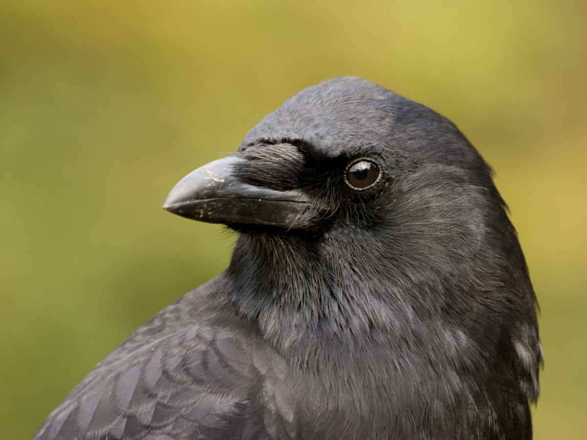 Rooks are very social birds and best scavengers