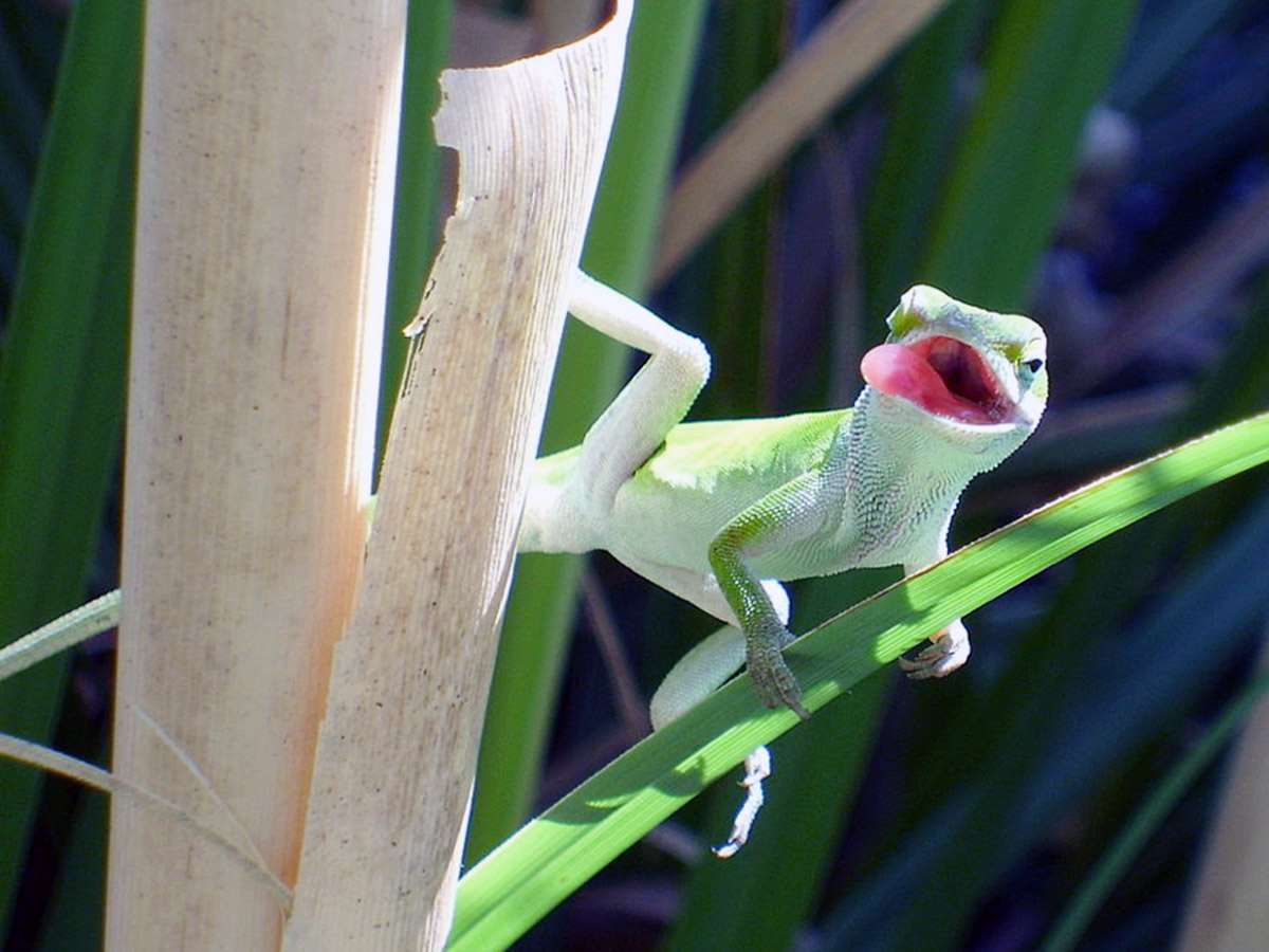 A Brief History of Anoles in Research - Anole Annals