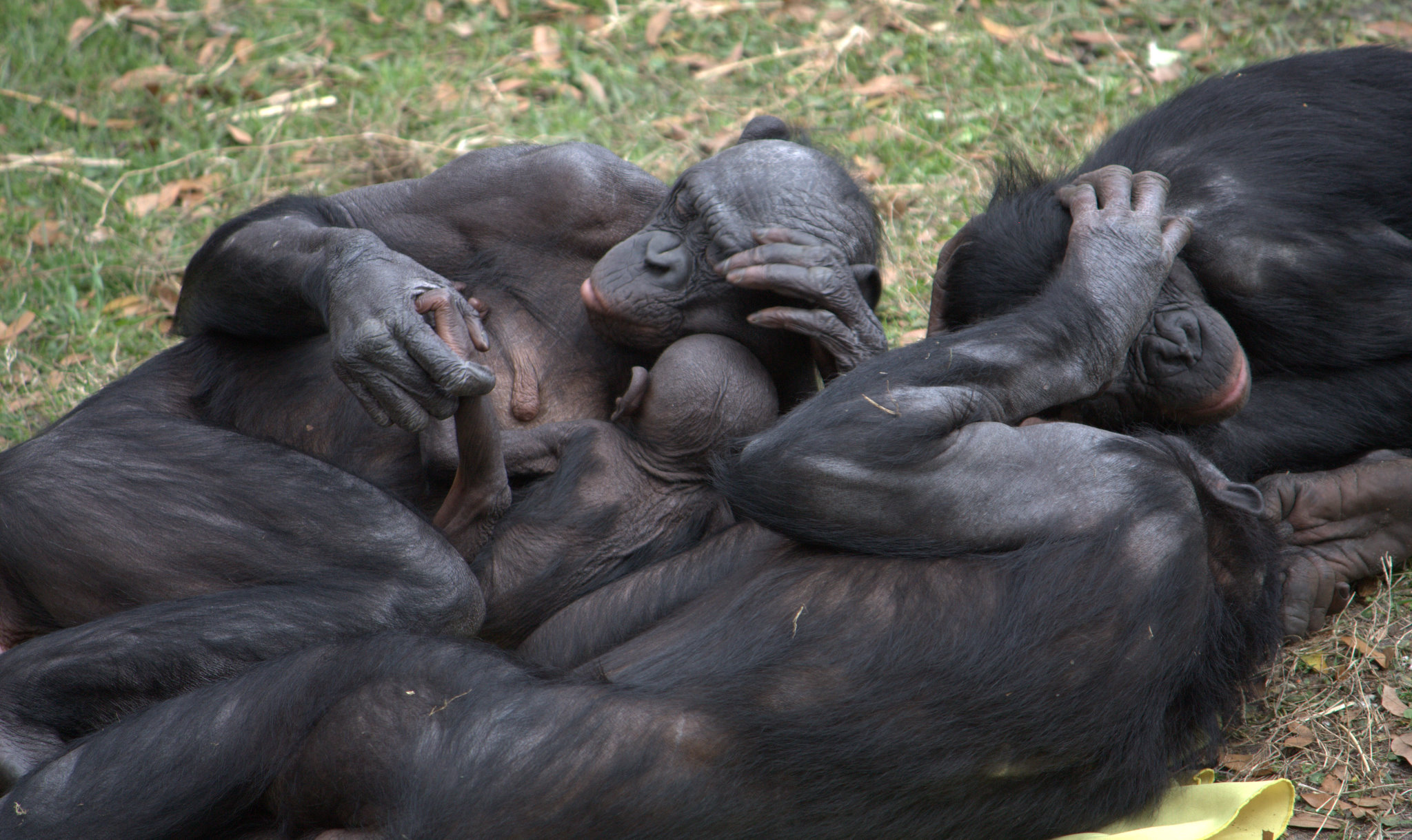 Save a Bonobo, Save an Elephant California Academy of Sciences pic
