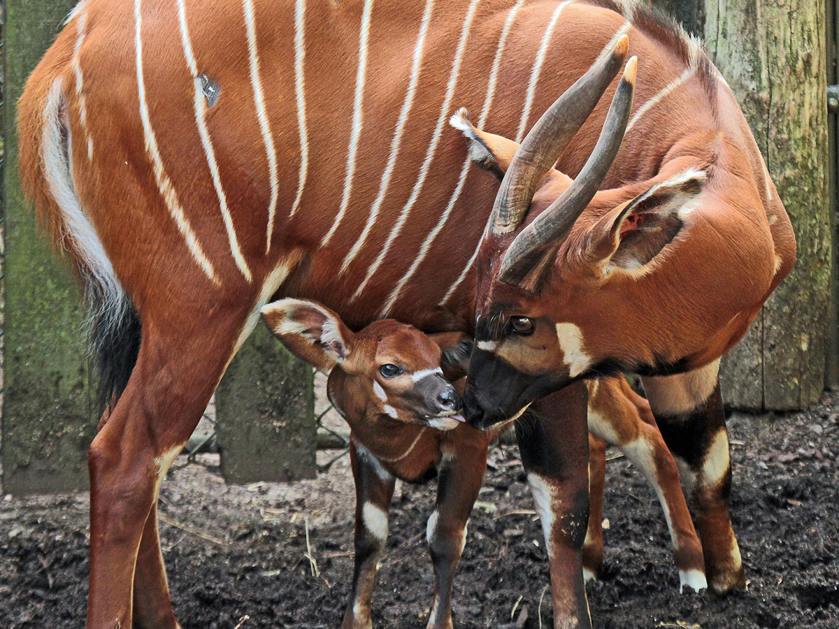 Lesson Plan | Make Your Own Antelope Horns