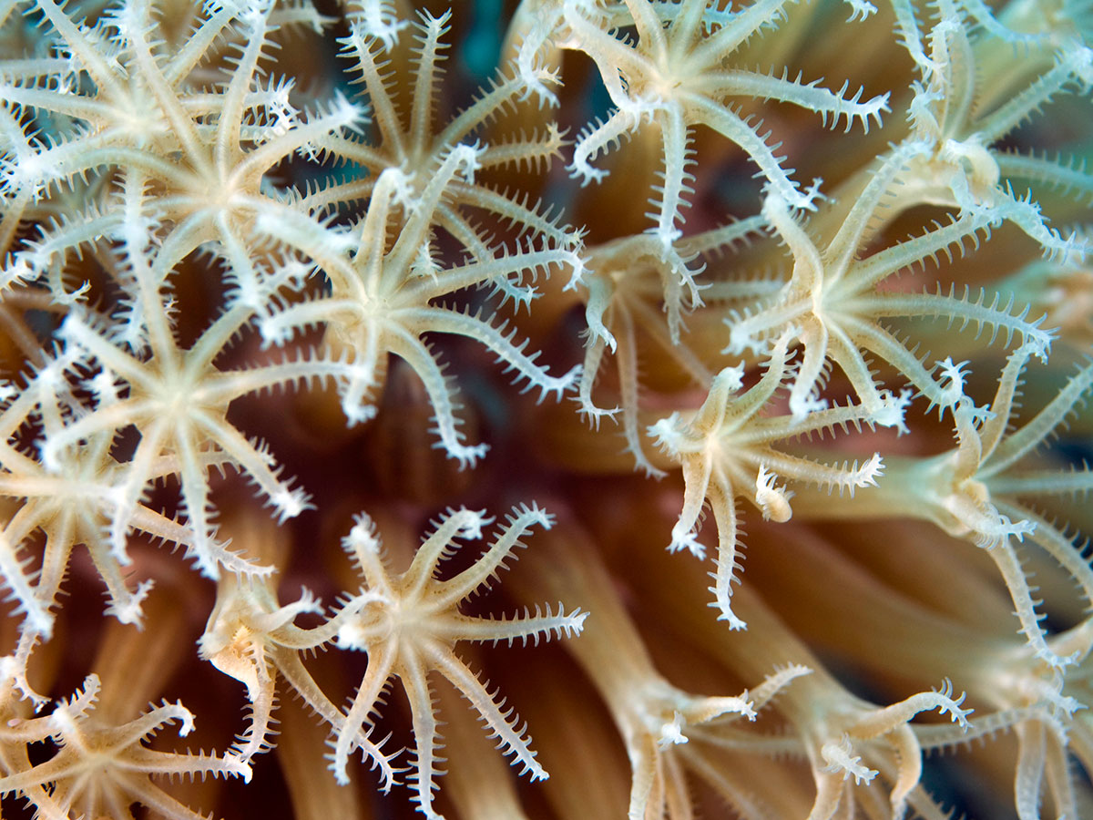 Lesson Plan | Build a Coral Polyp