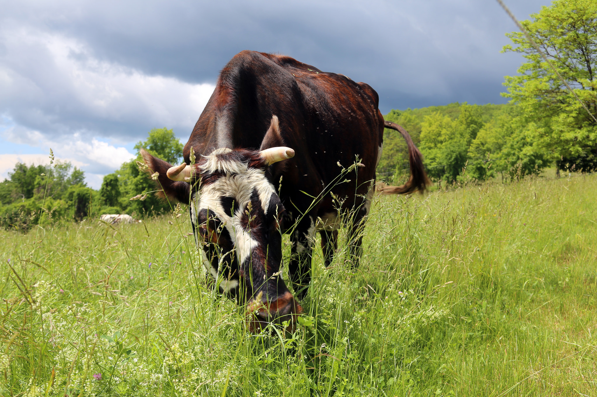 Lesson Plan | Sustainable Grazing