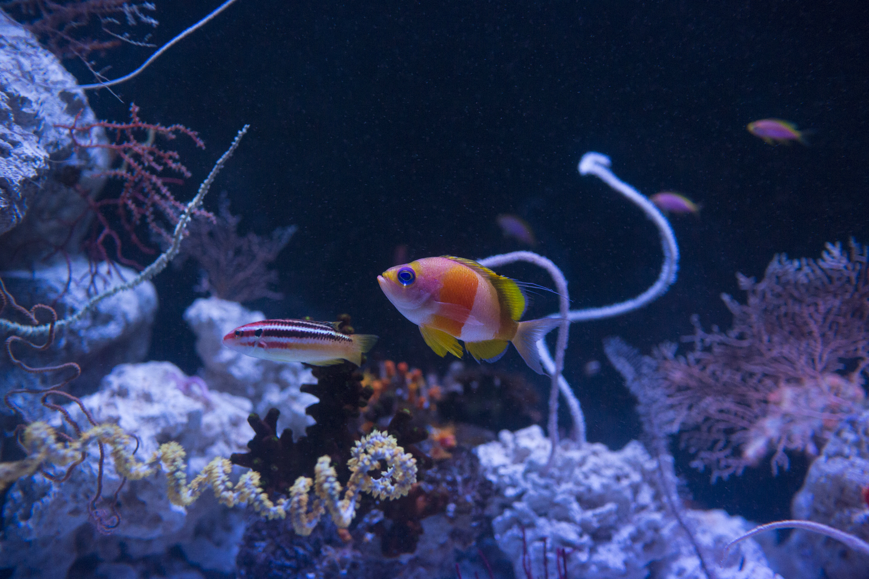 Twilight Zone: Deep Reefs Revealed | California Academy of Sciences