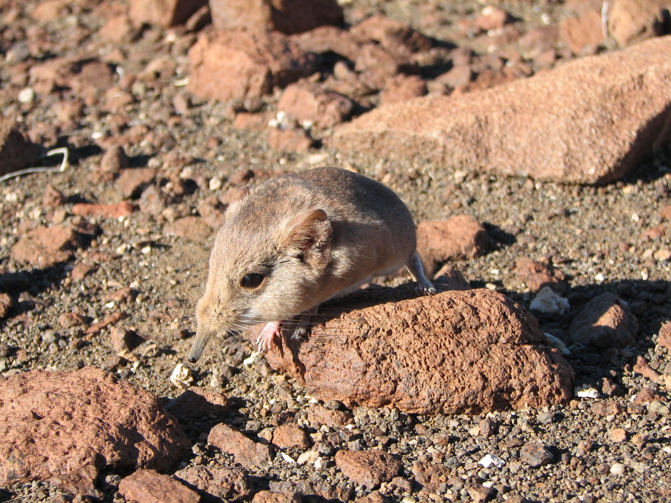 New Species of Mammal Discovered By Academy Scientists | California Academy  of Sciences