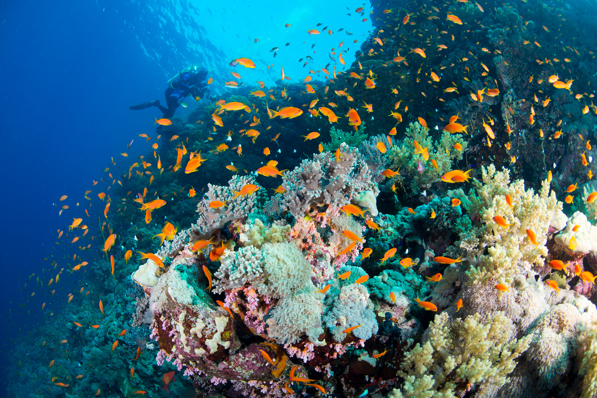 Udsæt Indeholde Visne Red Sea Biodiversity Survey | California Academy of Sciences