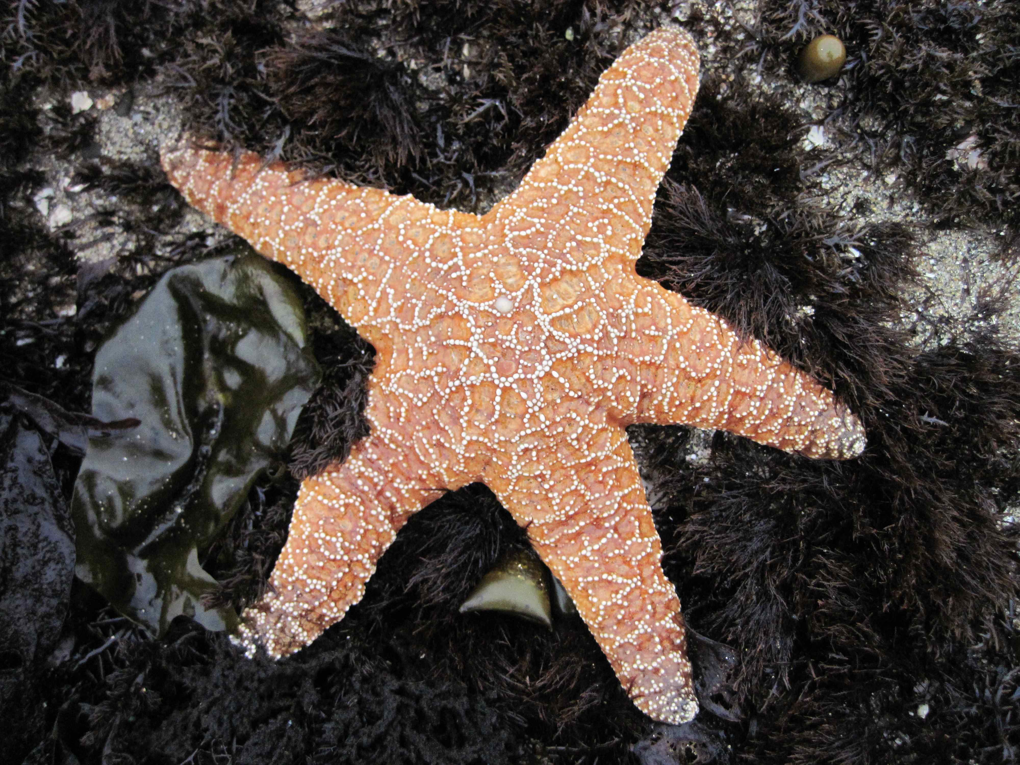 Starfish Virus | California Academy of Sciences