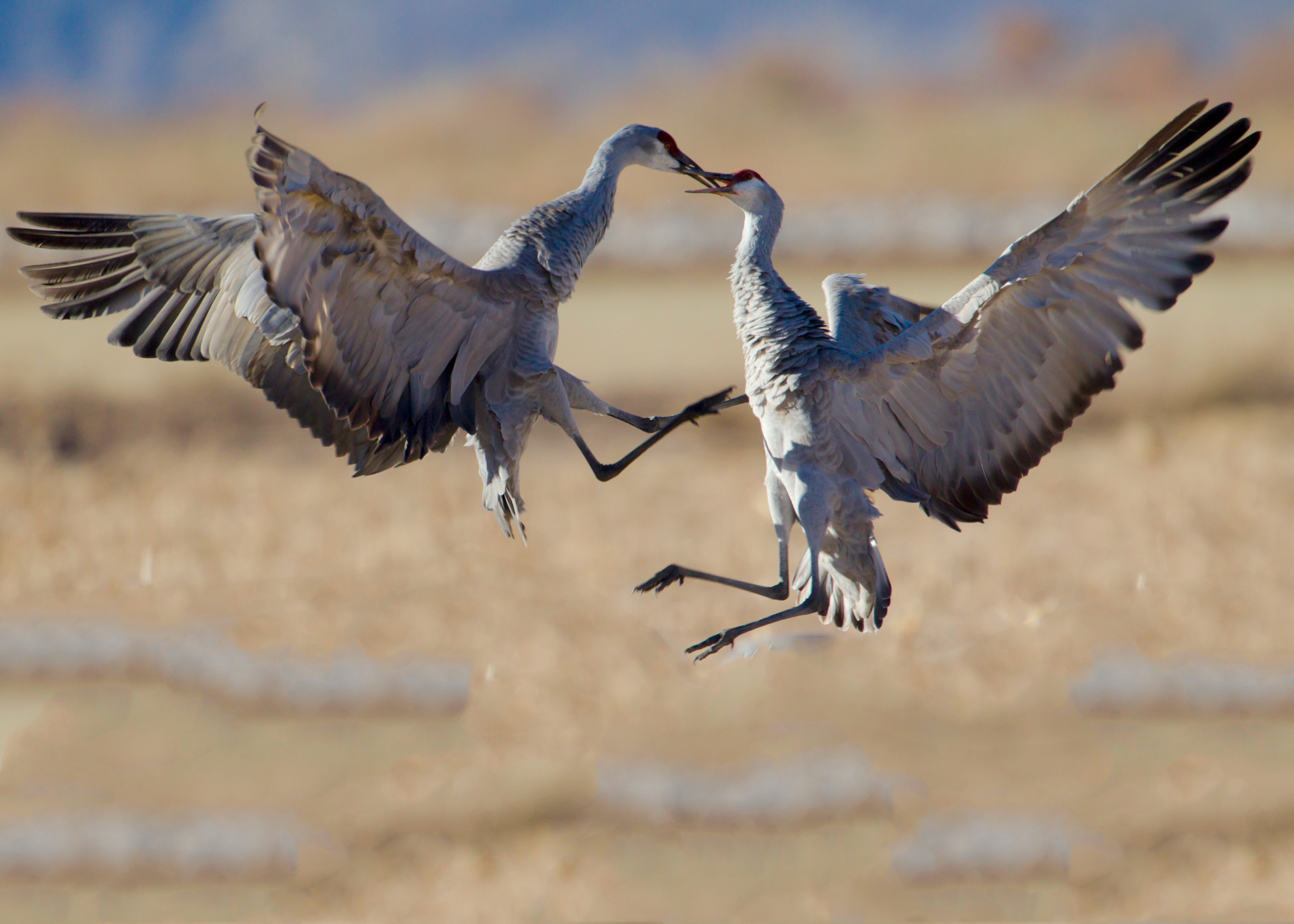 Majestic Migration: Sandhill Cranes