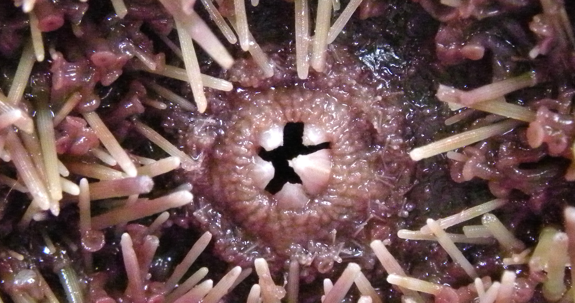Sea urchin - Wikipedia