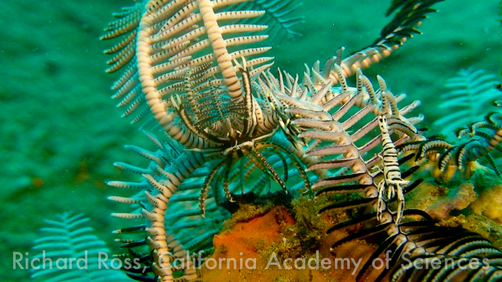 Tiny shrimp and squat lobsters live mostly unseen amongst the arms of a Feather Star