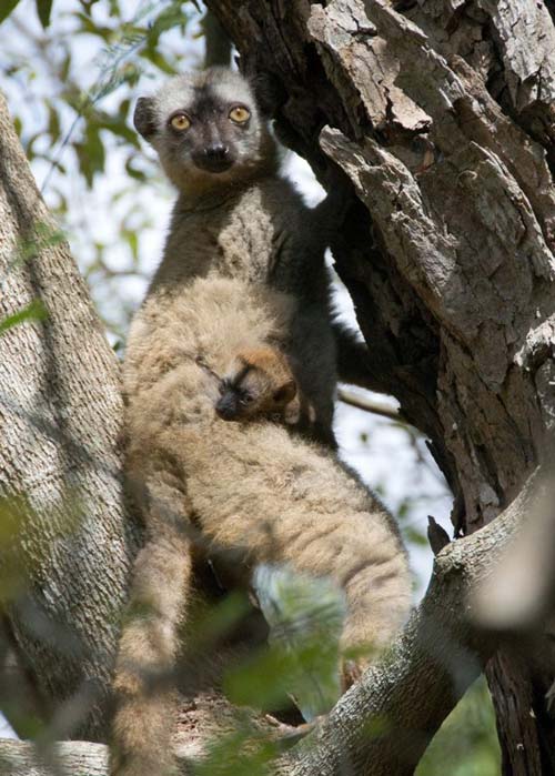 lemur-baby-tree