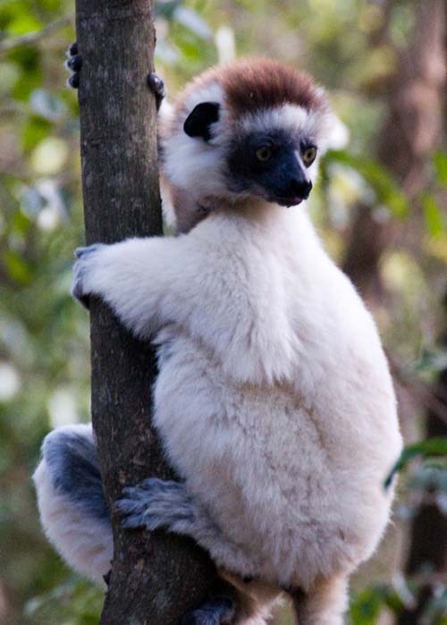 lemur-tree-2