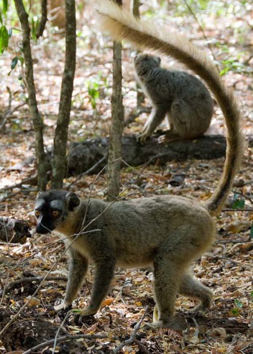 lemur-walking