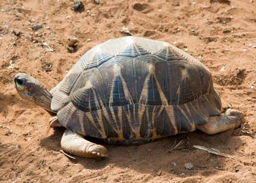 radiated-tortoise