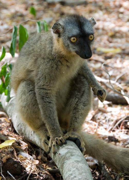 sitting-lemur