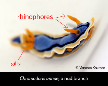 rhinophores and gills