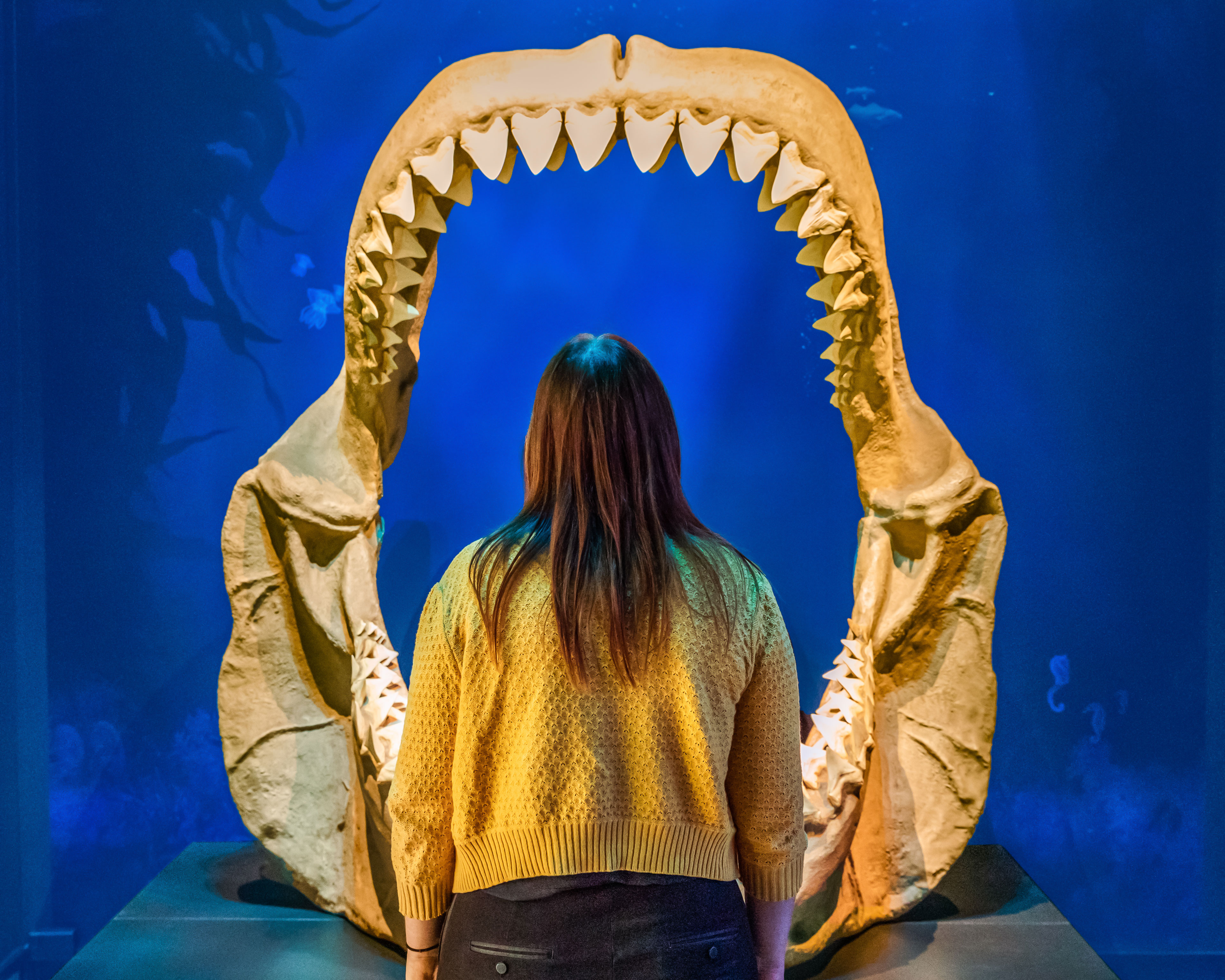 Sharks | A new exhibit at California Academy of Sciences