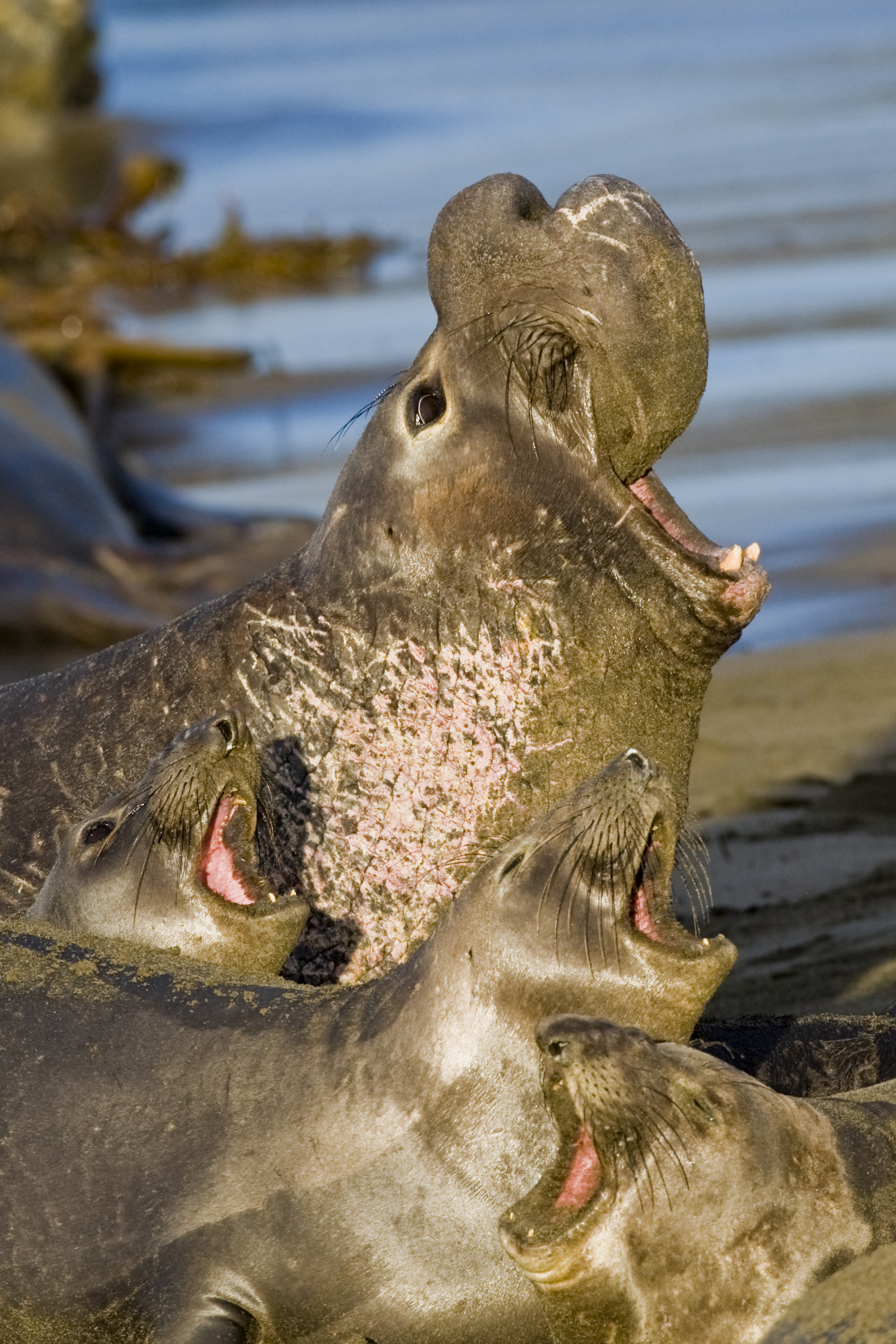 Northern Elephant Seal, Piedras Blancas, San Simeon, CA 02feb200