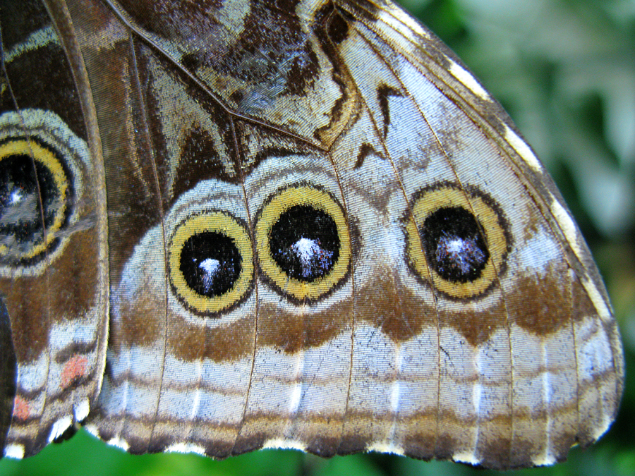 butterflywing