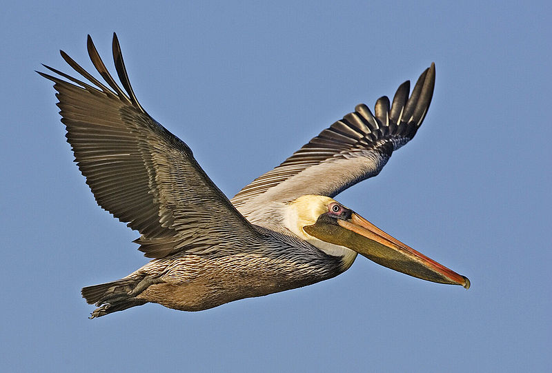 800px-Brown_pelican_-_natures_pics