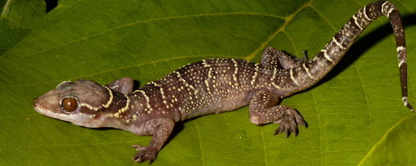 gecko600