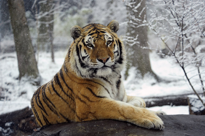 Siberian-tigers-in-snow-BZ-02-03-09