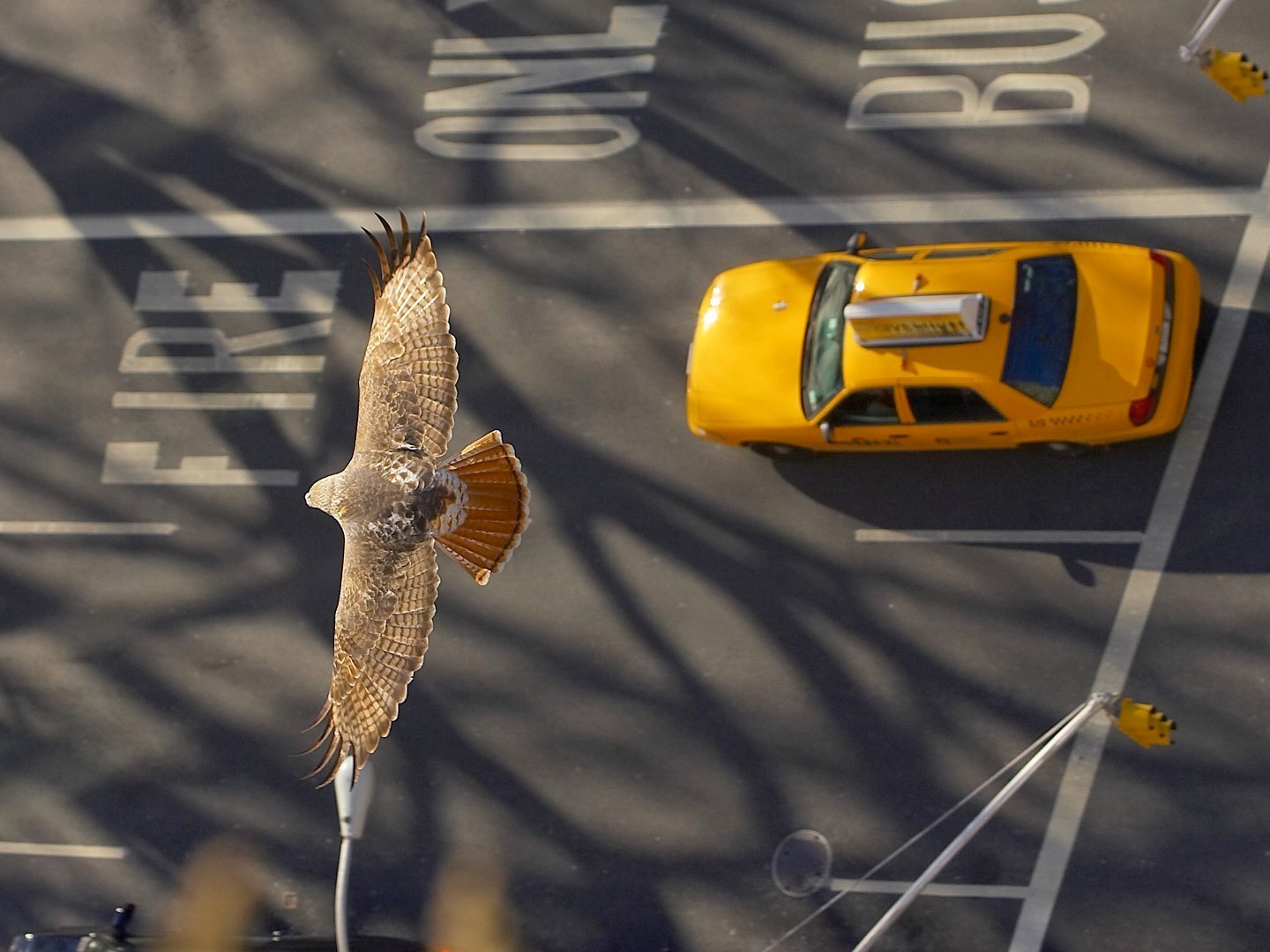 Pale Male flying over 5th Ave