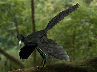 Archaeopteryx_black_NT