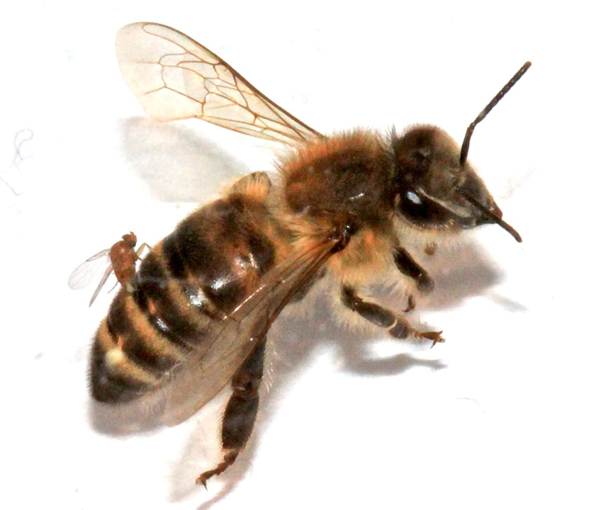 sn-bees