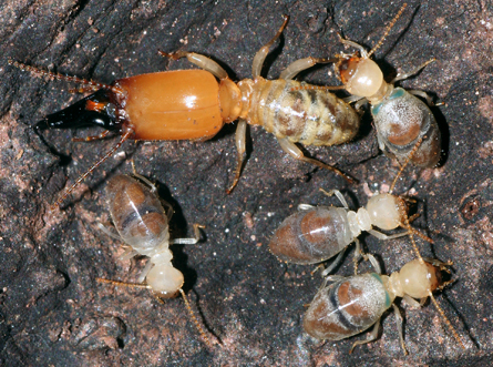 TErmite_PACKING