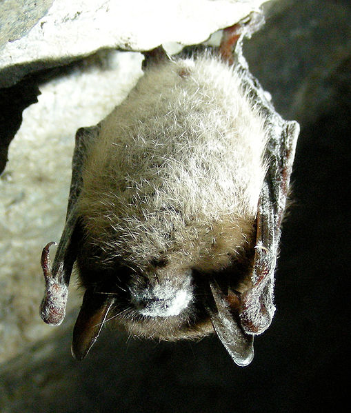 509px-Little_Brown_Bat_with_White_Nose_Syndrome_(Greeley_Mine,_cropped)