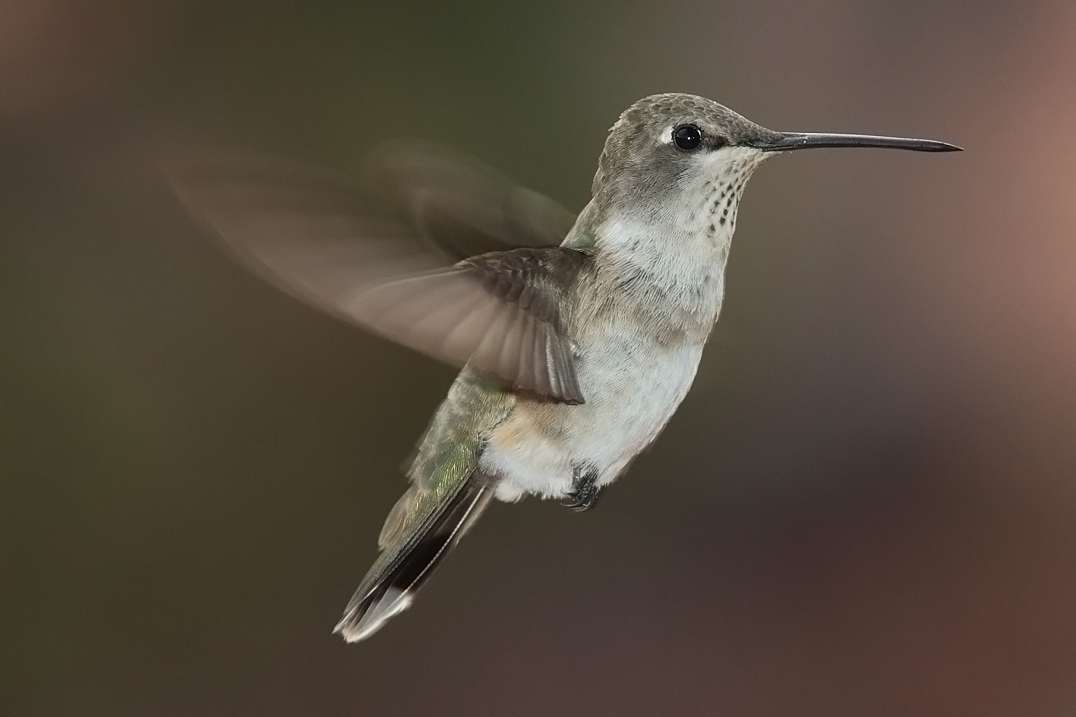 Archilochus-alexandri-hummingbird