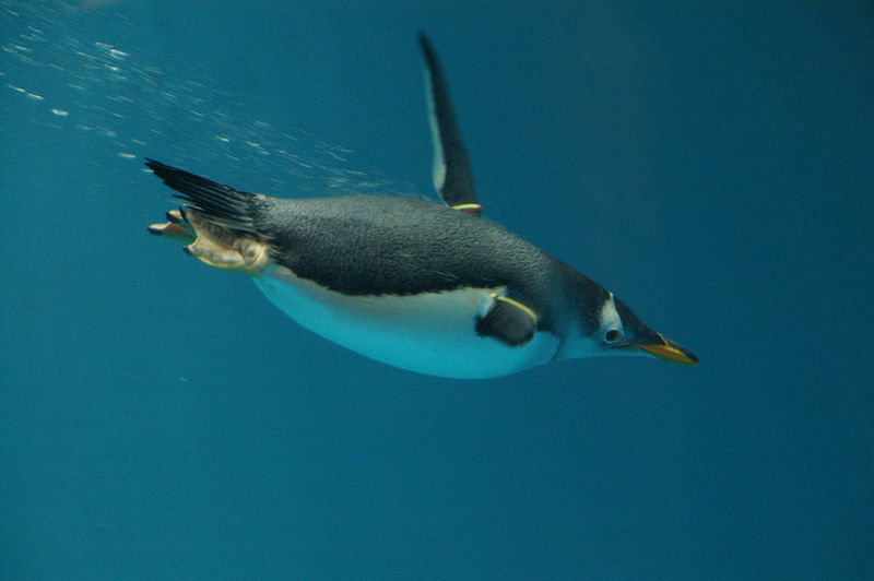 Pygoscelis_papua_-Nagasaki_Penguin_Aquarium_-swimming_underwater-8a