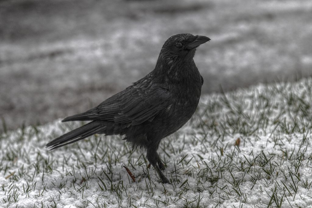 Carrion_crow_under_snow