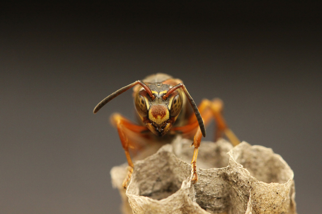 paper-wasps-faces-queen