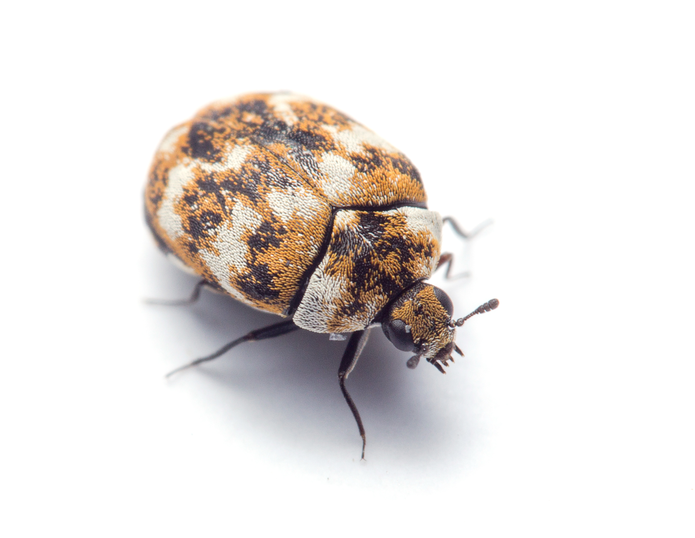 Varied Carpet Beetle: Most Up-to-Date Encyclopedia, News & Reviews