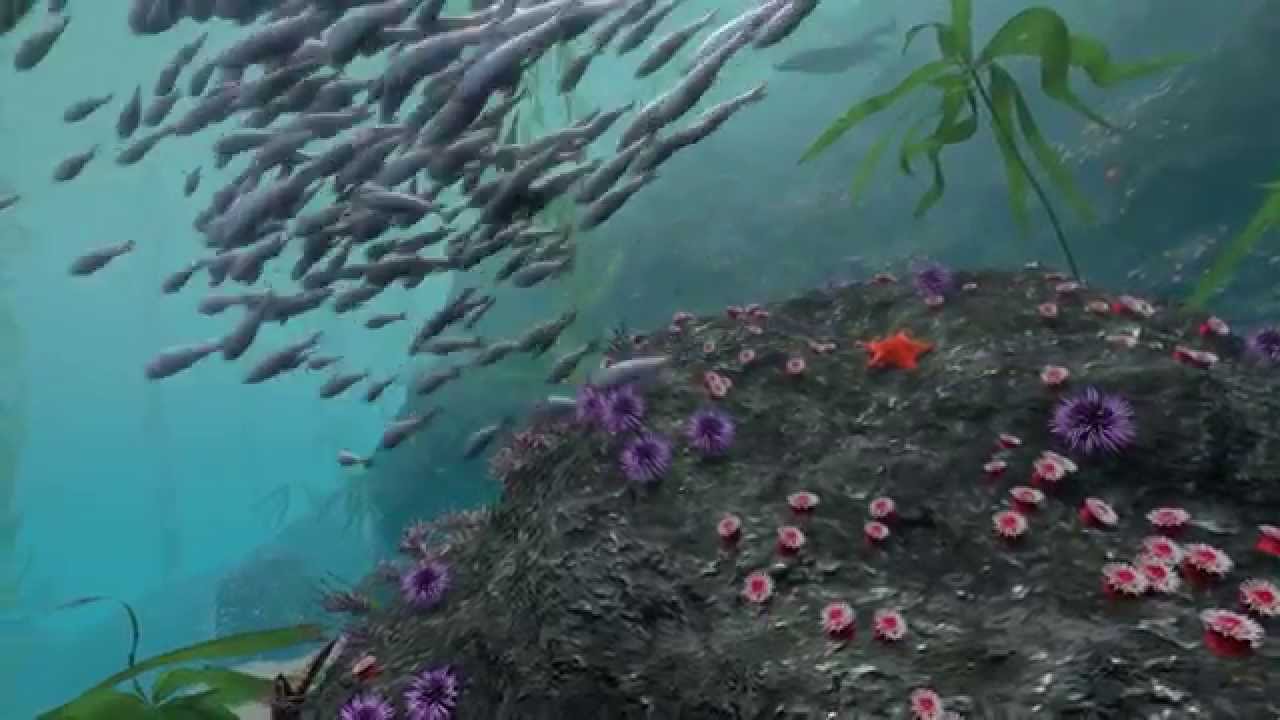 Take a Virtual Dive in a Kelp Forest | California Academy of Sciences