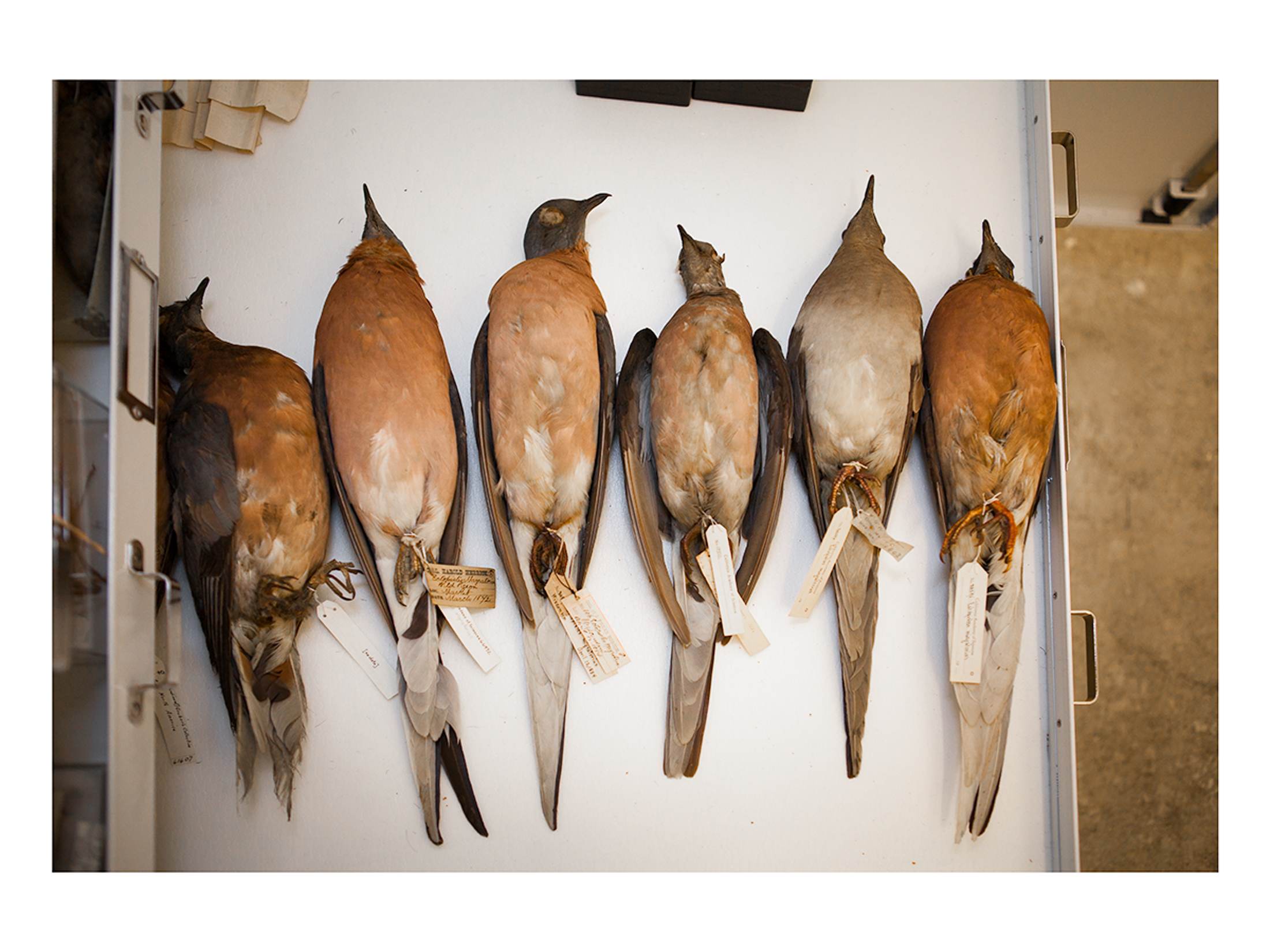 Bird feathers  California Academy of Sciences