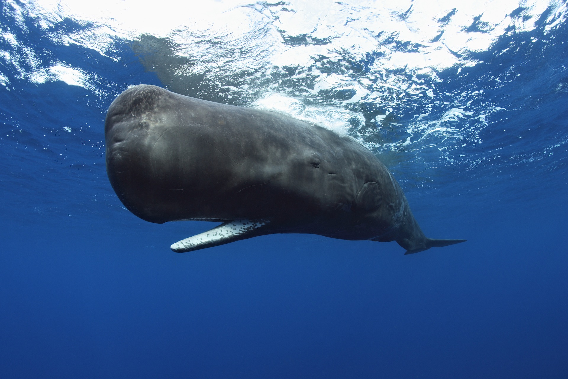 Whales: Giants of the Deep