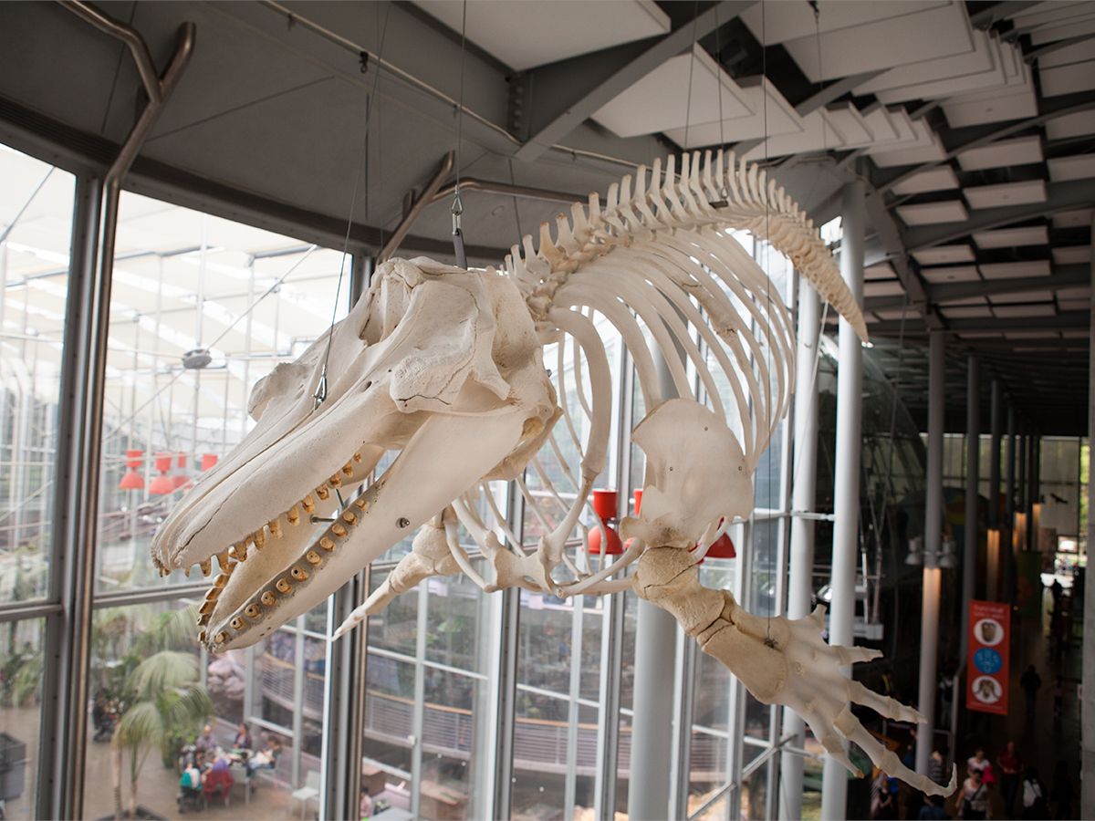 An Orca Whale Skeleton's Path to the Academy