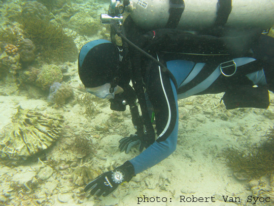 Searching for worms under coral rubble