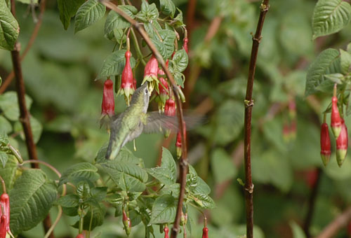 hummingbirdcu
