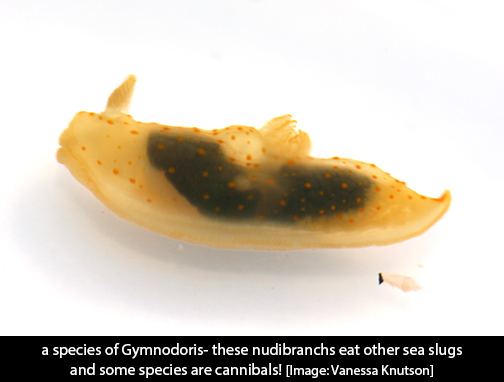 gymnodoris