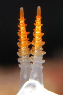 Annulate rhinophores of the sea slug Flabellina trilineata 