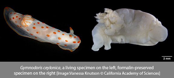 Preserving Slugs | California Academy of Sciences