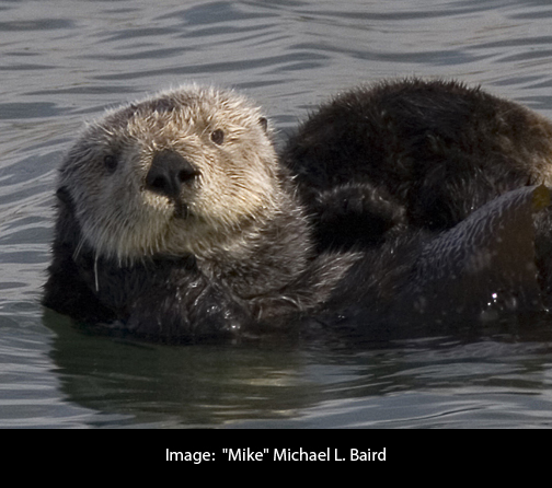 Sea Otter Awareness Week | California Academy of Sciences