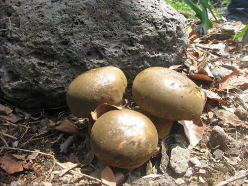 Mucumbuli mushrooms