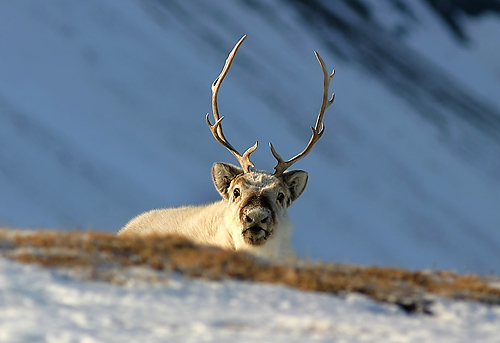 Svalbardrein, reindeer