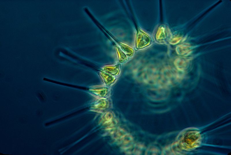 800px-Phytoplankton_-_the_foundation_of_the_oceanic_food_chain