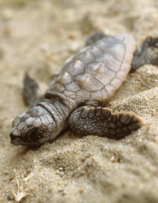 Tiny turtles protected from predators
