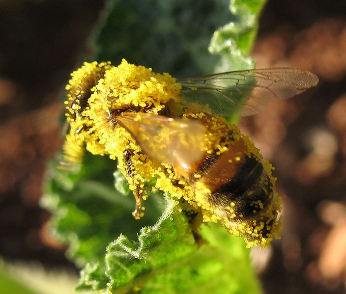 704px-Bee_carry_pollen_018a